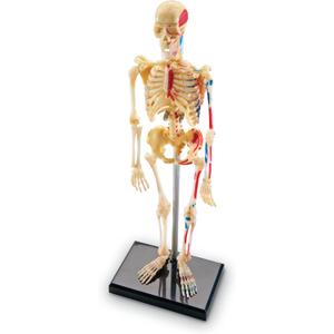 Learning Resources Skeleton Model, Science Classroom Must Haves, STEM Student Essentials, Practice Anatomy, Back to School Supplies for Teachers