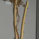 15Inch Driftwood Wall Hanging Jewelry Organizer - 2pcs Rustic Wood Tree-Shaped Wall Decor with 4/5 Hooks for Rustic, Boho & Farmhouse Home