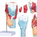 Healthible Human Larynx Model - 2X Anatomically Detachable Throat Model for Hospital Classroom
