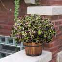 Artificial Plants Outdoor, 5 Bundles Faux Coleus Plants UV Resistant Fake Silk Greenery Leaves with Stems for Outside Front Porch Patio Garden Planter Decoration (Brown)