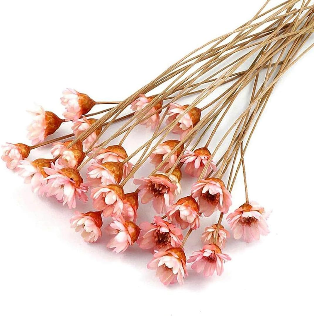 100 Stems Natural Dry Flowers Brazilian Small Star Daisy Decorative Dried Flowers Mini Daisy Chamomile Bouquet for Wedding Floral Arrangements Home Decorations (Lotus Color)