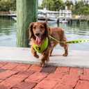 EcoBark Dog Harness - Eco-Friendly Max Comfort Harnesses - Luxurious Soft Mesh Halter - Over the Head Harness Vest- No Pull and No Choke for Puppy, Toy Breeds & Small Dogs (Medium, Green)