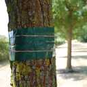 1.75m Grease Band Tree Insect Protection