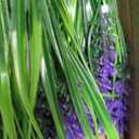 Rowfad 22 Pcs Artificial Outdoor Flowers UV Resistant Lavender Fake Greenery Plants Grass with Purple Flowers for Pot Decor for Window Garden Patio Hanging Planter Pathway Front Porch (22, Purple)