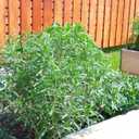 10 x Seeds Summer Savory Heirloom Herbs for Planting Non GMO 800 Seeds