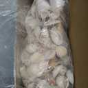 Super Z Outlet Sea Shells Mixed Beach Seashells - Various Sizes up to 2" Shells -Bag of Approx. 50 Seashells