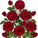 Arborus Real Touch Artificial Roses (Set of 6) – 23.6" Long Stem Burgundy Garden Roses – Lifelike Faux Silk Flowers for Wedding Bouquets, Home Décor, Centerpieces & Floral Arrangements