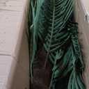 Artificial Palm Tree for Outdoor 8ft Tall UV Resistant Fake Tropical Golden Cane Palm Tree Large Faux Palm Plants for Outside Patio, Poolside, Lawn, Porch and Home Office Indoor Decor, Set of 1