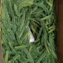 Fovths 1 Pack 12 Feet Christmas Norfolk Garlands Set Green Artificial Winter Pine Garlands Light String Faux Greenery Garland Pine Garland for Xmas Holiday Home Indoor Decor, Green