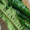 Dkaltm Artificial Boston Fern Bush- Set of 2 Large Artificial Ferns for Outdoors, 45Inch Large Faux Ferns, Suitable for Office & Living Room Decor, 55Branches for Each Bouquet