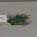 8 Pcs Winter Blue Berry Picks 16" Artificial Glitter Berry Juniper Tree Floral Greenery Stems Iced Winter Decor for Farmhouse Xmas Tree, Vase Fillers, Wreaths, Fireplace Mantels