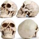 READAEER Resin Skull, Human Head Model for Home Decoration, Halloween Statue, Skull Model for Bookshelf and Desktop (White)(7.68"D x 5.91"W x 5.35"H)
