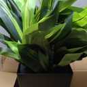 Artificial Dracaena Tree 5FT - Fake Tree with Black Tall Planter - Faux Yucca Tall Fake Floor Plant in Pot - Artificial Plant for Home Office Living Room Decor Indoor