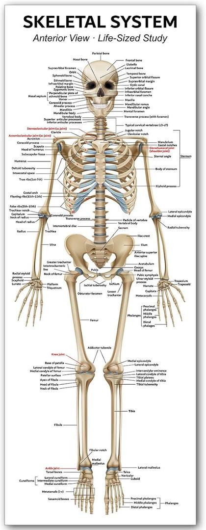 Life Size Skeleton Bones Named Poster 72 x 27 Inch Human Skeleton Poster for Classroom or Lab and Medical Office Shipped Crease-Free Posters Wall Decor for Students Teachers and Doctors, 72.1"L x 26.8"W