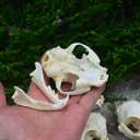 1PCS Taxidermy Real Bone Cat Skull, Animal Bones Real for Craft, Skull Decoration for Home, Specimen Collectibles Study