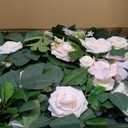 Ling's Moment 9FT Spring Flower Garland for Backdrop Decorations - Wedding Arch Flowers, Eucalyptus & Rose, Artificial Floral Garland for Mantel - Sweetheart Table Decor for Reception, Cream
