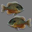Bluegill fish panfish vinyl decal set of 2 R-L facing 5.5" x 9" freshwater fishing sun fish car truck sticker for window glass