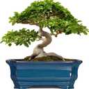 Bonsai Tree Pot - 13.7 Inch Large Ceramic Succulent Planter for Indoor Outdoor, Rectangle Plant Pot with Drainage Hole, Decorative Flower Pots, Home Decor, Gifts for Plant Lovers, Retro Blue