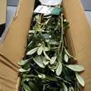 Realead Faux Olive Tree 7ft with Authentic & Realistic Appearance