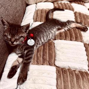 Cattasaurus Washable Pet Friendly Couch Covers for 3 Cushion Sofa, Comfort Cat Beds for Indoor Cats, Cozy Kitten Bed, Super Soft Plush Pet Bed for Cat/Dog with Anti-Slip Bottom (Large, Deep Coffee)