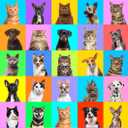 Jigsaw Puzzles for Adults 1000 Piece Puzzle for Adults 1000 Pieces Puzzle 1000 Pieces-Colourful Pets Collage