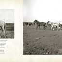 Evelyn Cameron: Montana's Frontier Photographer