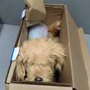 My Fuzzy Friends Moji Interactive Labradoodle - Plush Interactive Dog Toy for Boys and Girls, Loveable and Lifelike Companion Pet, Brown (One Size)