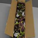 florisso Artificial Greenery Plants Outdoor, 5 Pcs Faux Coleus Plants UV Resistant Silk Plants with Stems, Fake Plants for Outside Garden Patio Hanging Planter Pathway Front Porch Decoration(Brown)