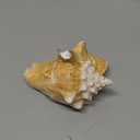 Large Milk Conch Seashell - Bahamas Conch Shell - 5-6 inch by Nautical Beach Decor