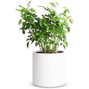 Mozing Ceramic Plant Pots Indoor - Garden Planter Pot for Planting - Modern Flower Pots with Drainage Hole for Home & Office Decor (8x8 inch, White) (8x8 inch, White)