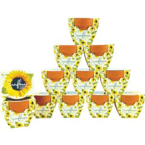 BUZZY Seeds All-in-One Sunflower Mini Terracotta Pot Grow Kits 12-Pack, Indoor Mini Garden Seed Starter, Grow Your Own Vibrant Flowers, DIY Plant Project, Gardening Gift, Party Favors