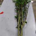 Nearly Natural 8ft Minimalist Artificial Citrus Tree, Faux Greenery for Indoor Living Room Home Decor