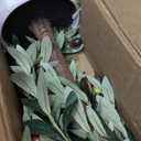 Artificial Olive Trees 4FT - Large Faux Olive Tree for Indoor with White Planter, Tall Fake Olive Silk Tree Realistic Olive Plants with Branches and Fruits for Home Decor Office Living Room