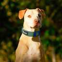 TSPRO Premium Dog Collars Tactical Dog Collar with Patch and Heavy Duty Quick-Release Metal Buckle Durable Thick and Adjustable for Medium to Large Dogs (Green L) (Patch-Equipped L (18.5"-25" Adjustable))