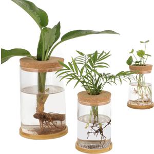 5-7 Inch Small Medium Large Plants Propagation Station - Set of 3 Propagation Vases for Indoor, Glass Plant Containers with Cork and Wooden Tray