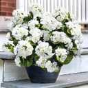 Artificial Geranium Fake Flowers for Outdoors Decoration, 6 Bundles Silk Geraniums White Flower UV Resistant Look Real Faux Plants for Front Door Garden Porch Planter Patio Balcony Yard Indoor Home