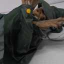 Halloween Animatronics Motion Activated 6Ft Creepy Hanging Witch with Light-up Eyes Halloween Decoration Outdoor Haunted House Prop Dcor Indoor 2025 Update