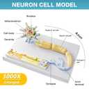 Neuron Anatomy Model, 2 Parts 3000X Enlarged Nerve Cell Model