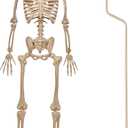 JOYIN 5 FT Halloween Skeleton Decor with Stand, Posable Life Size Skeleton, Full Body Realistic Bones with Movable Joints, Giant Skeletons Halloween Decorations for Indoor Outdoor Spooky Scene Decor