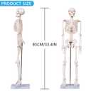 breesky Scientifc Human Skeleton Model for Anatomy, 33.4 Skeleton Model with Metal Stand, Removable Arms&Legs for Student to Study Human Skeleton Anatomy System, Halloween Decor, Manual Included