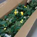 U'Artlines 4Pcs Total 24 Ft Artificial Lemon Garland Spring Summer Faux Fruit Vine Garlands with Greenery for Door Wall Mantle Wedding Party Table Decorations