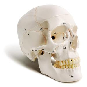 EVOTECH SCIENTIFIC Classic Numbered Human Skull Model, Life Size 9" Medical Quality-3 Part-W/Sutures Painted, 54pcs Labeled Numbered for Medical Student Shows Most Major Foramen Fossa and Canals