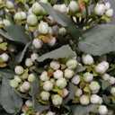 Artificial Flowers Artificial Hypericum Berry Stem Fake Fruit for Party Home Wedding Decoration (White)
 (16 PC)