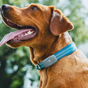 Petivity Smart GPS and Activity Pet Tracker for Dogs Powered by Purina, Waterproof Real Time Tracking GPS Dog Collar, Downloadable App, Subscription Required