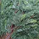 28.5" Artificial Cypress Trees Set of 2 UV Resistant Cedar Evergreen