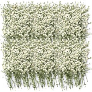 Tinideya 100 Pcs Dried Babys Breath Flowers Bulk Babys Breath Real Pressed Flowers Natural Gypsophila for Resin Wedding Art Craft Baby Shower DIY Invitations Scrap Booking Card Making(Ivory White)