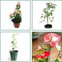 PFNRTH 4 Pack Plant Stakes,Plant Support Stakes for Two Sizes(16 or 32 Inches),Plant Stakes for Outdoor Plants,Garden Flower,Tomato(Green)