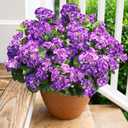 Artificial Geranium Fake Flowers for Outdoors Decoration, 6 Bundles Silk Geraniums Flower UV Resistant Look Real Faux Plants for Outside Planter Front Door Garden Patio Balcony Yard Home, Purple