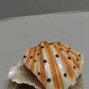 GLOGLOW Fish Tank Shell Pearl Ornament, Aerating Action Coral Reef Decoration Aquarium Artificial Resin Decor for Bubbler