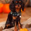 Elegant little tail Halloween Dog Collar, Pumpkin with Ghost Print Black Halloween Pet Collars Cotton Soft Sturdy Puppy Collars Holiday Female Adjustable Collar for Large Dogs (Large (Pack of 1))